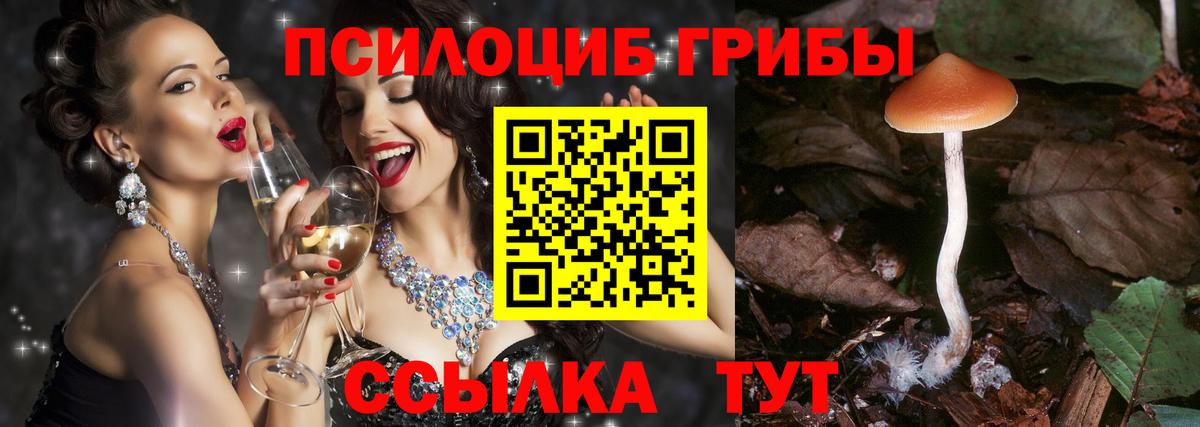 Балашов  Псилоцибиновые грибы MAGIC MUSHROOMS  Вход с VPN 